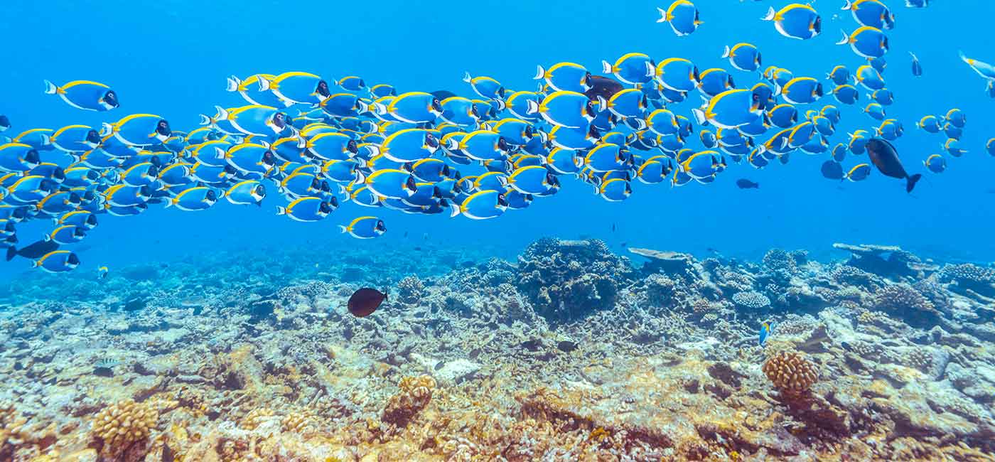 School of blue and yellow fish swimming in the ocean!''