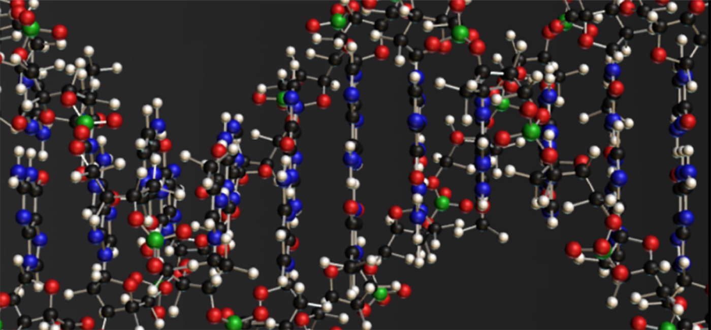 Image shows a model of a DNA molecule.