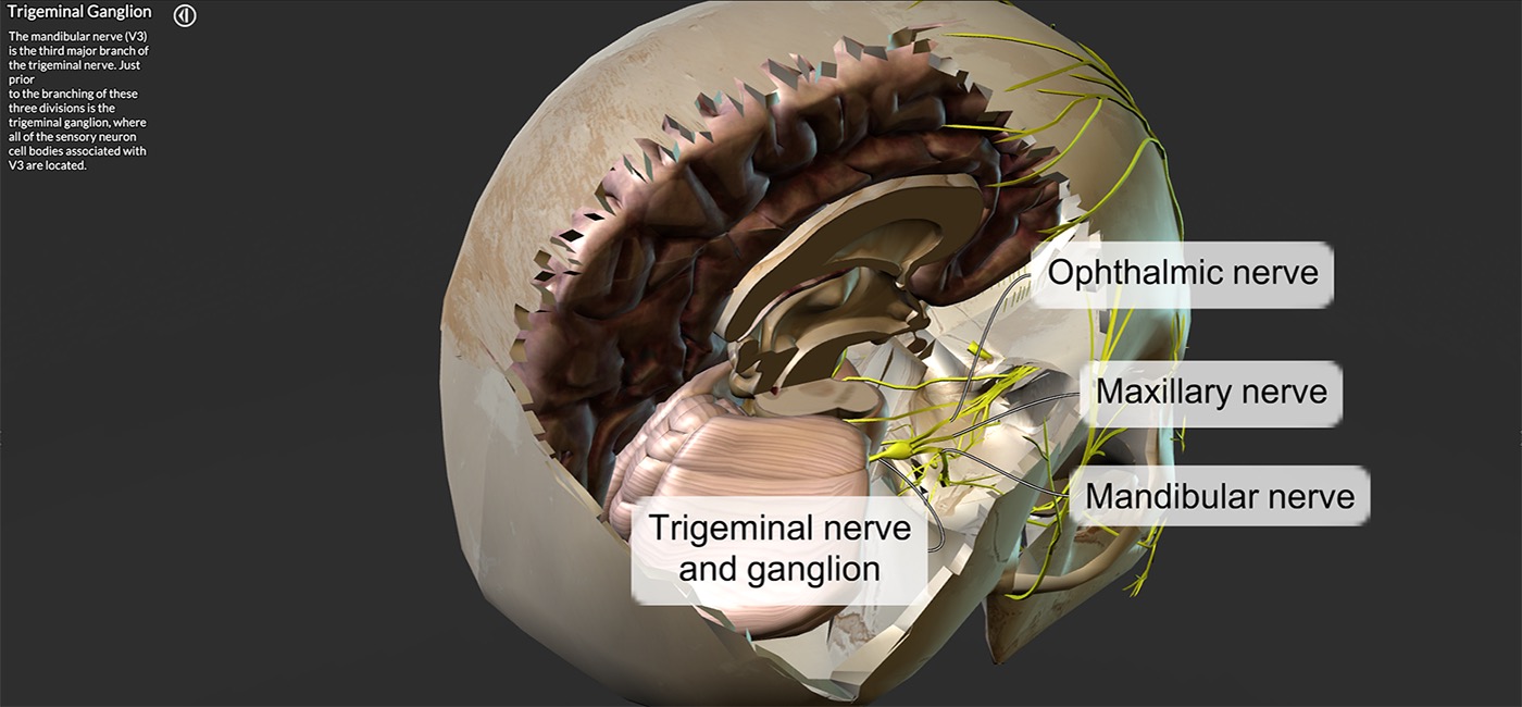 A close look inside the nervous system