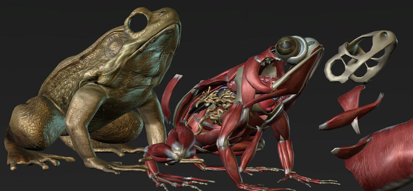 Image shows a model of a frog skelton.