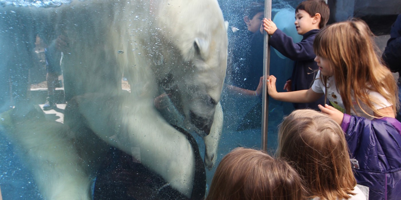 Children view a polar bear as it swims in a clear tank at a zoo.